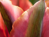 Close Up of Parrot Tulip Petals Photographic Print by Darlyne A. Murawski