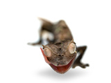 A Satanic Leaf-Tailed Gecko, Uroplatus Phantasticus Photographic Print by Joel Sartore