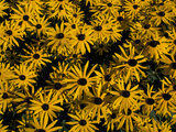 Black-Eyed Susan or Sunhat Flowers, Rudbeckia Species, in Bloom Photographie par Norbert Rosing
