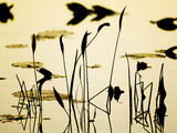 Water Lilies in a Pond Photographic Print by Mauricio Handler