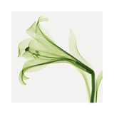 Lilies B (Positive) Reproduction procédé giclée par Steven N. Meyers