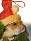 A Hamster with a Red Hat Photographic Print by Mauricio Handler