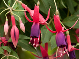 Close Up of Fuchsia Flowers and Buds, Fuchsia Species Photographie par Darlyne A. Murawski