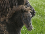 Shetland Ponies on the Lush Rolling Hills of Mid-Wales Photographic Print by Jim Richardson