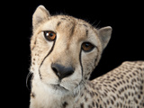 Hasari, a Three-Year-Old Cheetah, Acinonyx Jubatus Photographic Print by Joel Sartore