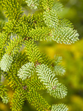 Needles of a Red Spruce Tree on Hurricane Mountain Photographic Print by Michael Melford