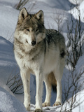 A Lone Female Gray Wolf Watching Photographic Print by Jim And Jamie Dutcher