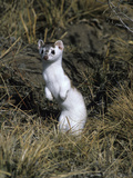 An Ermine, Mustela Erminea, a Short Tailed Weasel Photographic Print by Greg Winston