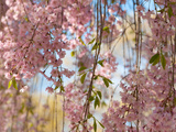 Weeping Higan Cherry Tree Branches, Prunus Subhirtella Var. Pendula Fotografie-Druck von Darlyne A. Murawski