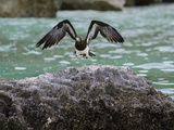 A Brown Booby Lands on the Western Coast of Socotra Island Photographic Print by Michael Melford
