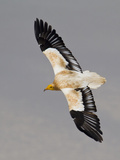 An Egyptian Vulture in Flight Above Detwah Lagoon Photographic Print by Michael Melford