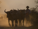A Farmer Brings His Water Buffaloes Back from Working in the Fields Photographic Print by Alex Treadway