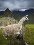 A Llama Jumps a Crevasse at Machu Picchu Photographic Print by Michael Melford