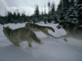 Gray Wolves in Pursuit of Game Photographic Print by Jim And Jamie Dutcher