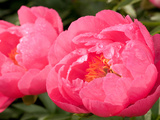 Large Bright Pink Peony Flowers, Paeonia Species, with Rain Drops Photographic Print by Darlyne A. Murawski