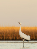 A Calling Whooping Crane in Wintering Grounds Photographic Print by Klaus Nigge