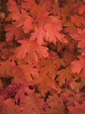 Maple Leaves in Fall Colors Photographic Print by Greg Winston