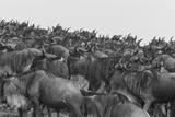 A Herd of Migrating Wildebeests, Connochaetes Taurinus Impressão fotográfica por Beverly Joubert A Herd of Migrating Wildebeests, Connochaetes Taurinus Impressão fotográfica por Beverly Joubert