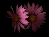 A Close View of Echinacea Flowers in Late Summer Photographie par Kenneth Ginn