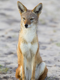Portrait of a Black-Backed Jackal, Canis Mesomelas Photographie par Roy Toft