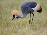 Portrait of a Grey-Crowned Crane, Balearica Regulorum Photographic Print by Roy Toft