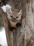 An American Pine Marten, Martes Americana Photographic Print by Greg Winston