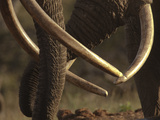 Close Up of Two African Elephants, Loxodonta Africana Photographic Print by Beverly Joubert