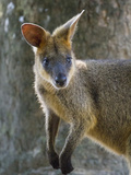 A Wallaby Perks its Ears and Looks Around Lámina fotográfica por Michael Melford A Wallaby Perks its Ears and Looks Around Lámina fotográfica por Michael Melford