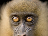 A Captive Juvenile Mandrill, Mandrillus Sphinx Photographic Print by Joel Sartore