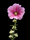 A Common Hollyhock Flower, Alcea Rosea Fotografie-Druck von Joel Sartore