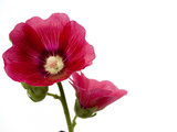 A Common Hollyhock Flower, Alcea Rosea Photographic Print by Joel Sartore