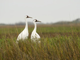 A Pair of Whooping Cranes in Wintering Grounds Photographic Print by Klaus Nigge