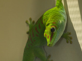 A Captive Madagascar Giant Day Gecko, Phelsuma Madagascariensis Photographic Print by Paul Sutherland