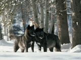 Black Gray Wolves in a Curious and Playful Stance Photographic Print by Jim And Jamie Dutcher