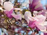 Close Up of Tulip Magnolia Flowers, Magnolia Liliflora, in Springtime Photographic Print by Darlyne A. Murawski