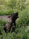A Howling Black Female, Gray Wolf Pup Photographic Print by Jim And Jamie Dutcher