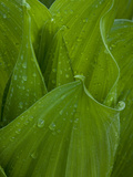 Raindrops on a Corn Lily Photographic Print by Greg Winston