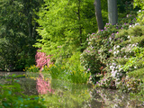 A Springtime View of Plants Blooming Along the Side of a Pond Photographic Print by Darlyne A. Murawski