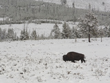 A Bison in Swan Lake Flat Photographic Print by Greg Winston