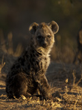 Portrait of a Spotted Hyena Pup, Crocuta Crocuta Photographic Print by Beverly Joubert