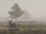 A Bull Elk, or Wapiti Bull, Cervus Canadensis Photographic Print by Greg Winston