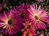 Flowers in Gardens in Front of the Union House Photographic Print by Paul Sutherland