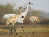 Whooping Crane Parents with Twin Chicks at Wintering Grounds Photographic Print by Klaus Nigge