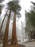 A Man Standing in Front of a Giant Sequoia Tree to Give it Scale Photographic Print by Mike Theiss