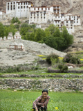 A Woman Works in a Wheat Field with Likir Monastery in the Distance Photographic Print by Alex Treadway