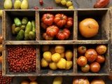 Tomato Varieties at the Seed Savers Exchange Photographic Print by Jim Richardson