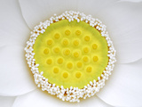 The Complex and Elegant Inner Workings of a White Lotus Fotoprint van Stephanie Lane