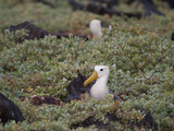 Two Critically Endangered Waved Albatrosses on Espanola Island Photographic Print by Joel Sartore