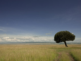 A Lone Euphorbia Tree in a Vast Grassland Photographic Print by Beverly Joubert