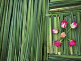 A Flower Carpet for Easter Photographic Print by Raul Touzon